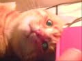 Gatto posseduto