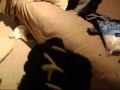 Paws (tutorial from CanineHybrid)