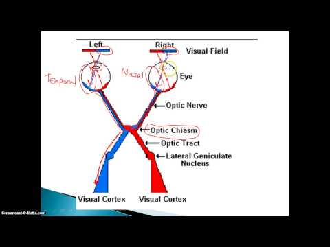 visual - Describes pathways of light/images thought the eye and brain. Eye anatomy diagram: http://www.snezha.com/eyediagram.aspx Please rate and comment. Follow me o...