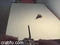 robot fish out of water robot fish out of water