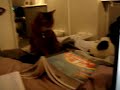 Chat volant