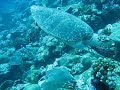Turtle Of Maldives