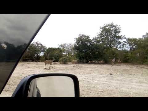 Wildlife safaris