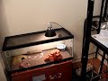 keeping a leopard  gecko