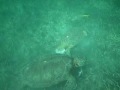 Sea Turtles Akumal 2008
