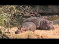 Flußpferde nehmen Sonnenbad Zoo Hannover April 2009 - Video