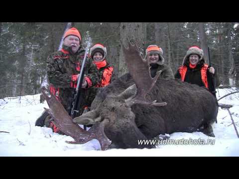 Видеотзыв об охоте на лося "загоном"
