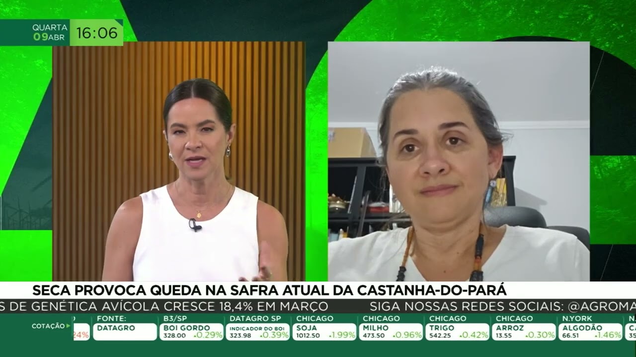 Seca provoca queda na safra atual da castanha