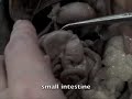 zoology rat zoology rat