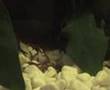 Mis Tritones (Cynops Orientalis)