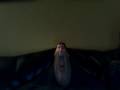 videos de gros lard 2