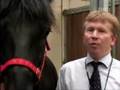 What-a-horse-sees
