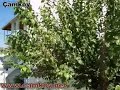 Çamköy Beldesi Fethiye MUGLA