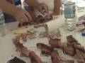 Felda Florida 09 rib judges