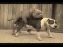 Two Dogs Two Dogs