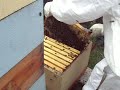 Apicultura Biol�gica - Apiculture Course