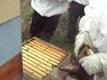 Apicultura Biológica - Apiculture Course