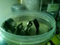 hydroxy booster test