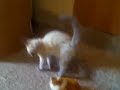 COTTON THE KITTEN VS. A SQUIRREL (WARNING GRAPHIC)