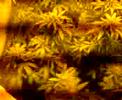 Hydroponics Hydroponics