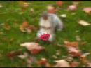 Flashing Squirrel