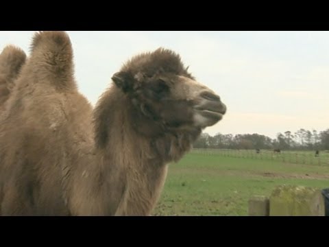 Jeffrey the camel enjoys drinking beer