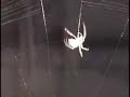 Giant Spider Giant Spider