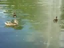 Enten mit Küken Enten mit Küken