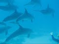 Dolphins in hurghada (Egypt)
