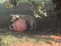 THE DOG THE DOG
