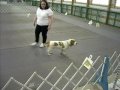 Basset Rally Obedience Excellent