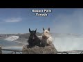 scottie tails: the good life