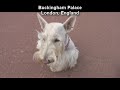 Scottie Tails: The Good Life