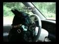 Scottie Tails: The Good Life