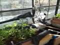 Colorado Aquaponic Greenhouse 2