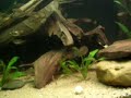 South America Cichlids