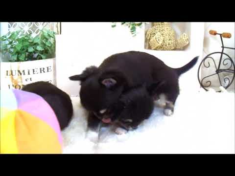 YouTube Preview Image