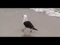 programa piloto documental sobre viajes alrededor de diferentes lugares del per�, enfoc�ndonos en experiencias m�sticas que el lugar mismo nos brinda.

en esta primera edici�n piloto, viajamos a la reserva nacional de paracas, al �rea de la pen�nsula, donde visitamos el templo que es este vasto desierto.

conducci�n: luis pedro calmet otero

direcci�n: gustavo de la torre
asistencia de direcci�n: elizabeth nevado
producci�n: carla fern�ndez-zapata / gustavo de la torre
direcci�n de fotograf�a: david gamarra
c�maras: david gamarra / carla fern�ndez-zapata
asistencia de c�mara: christian acu�a
sonido: allison ramos
edici�n: felipe davis
m�sica original: gustavo de la torre

agradecimientos:
inrena
lucho hildebrandt
luis dom�nguez
alan clavo

en teor�a producciones / pucp
2005