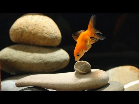how to care goldfish in a bowl