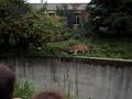 Tigers Tear up Two Paper Mache Pigs