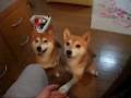 飼い主に甘えて呼び続ける柴犬たち