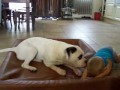 Missy playing with Maiko Missy playing with Maiko