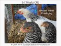 Sexing Chickens - Seperating the Pullets from the Cockerels