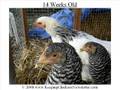 Sexing Chickens - Seperating the Pullets from the Cockerels