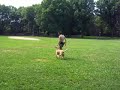Training for CD Novice - Heeling Off Leash Training for CD Novice - Heeling Off Leash