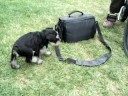9-4-08 pups video 2