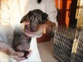 videos de Chien Teckel 3