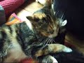 Charlie + kittens: Charlie voedt op