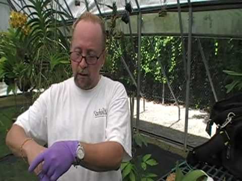 how to attach orchid to a tree