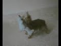 billy-the-dog.html